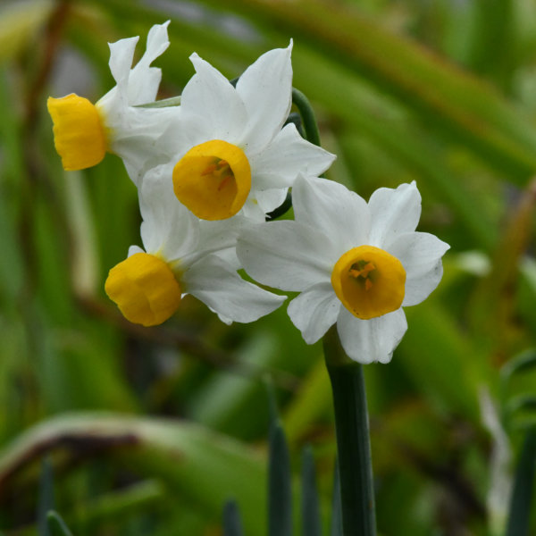 Mini Daffodil Bulbs - Canaliculatus